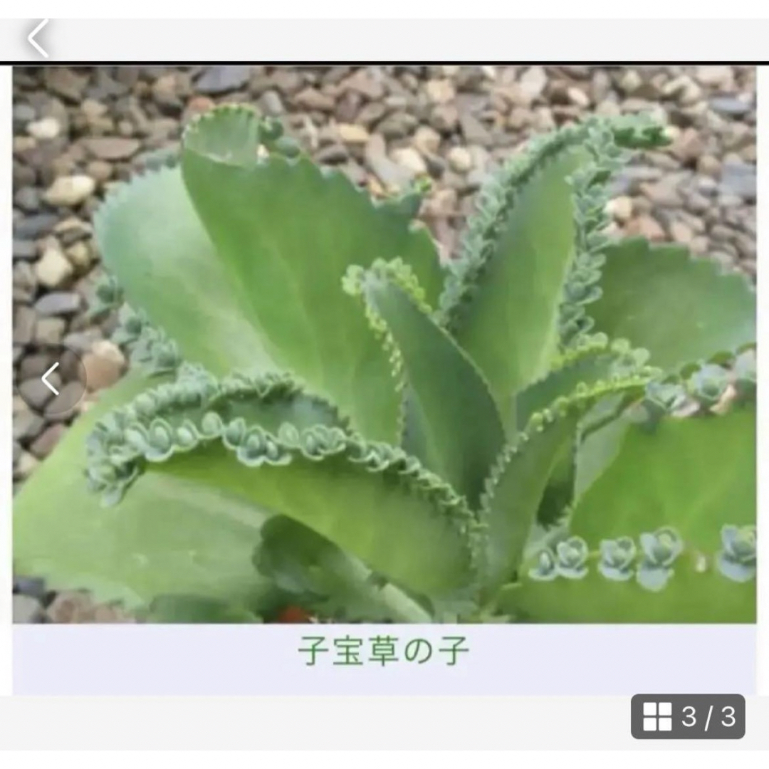 多肉植物　子宝草　抜き苗　１０株 ハンドメイドのハンドメイド その他(その他)の商品写真