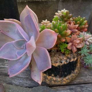 多肉植物 麻かごのカラフルな寄せ植え(その他)