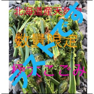 数量限定　北海道産天然物こごみ　3キロ(野菜)