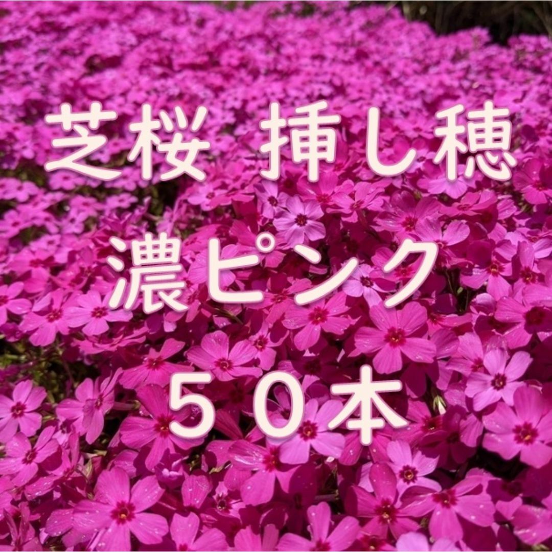 芝桜の挿し穂用カット苗 50本 6～8cm 濃いピンク◆シバザクラ ハンドメイドのフラワー/ガーデン(その他)の商品写真