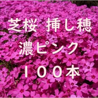 芝桜の挿し穂用カット苗 100本 6～8cm 濃いピンク◆シバザクラ(その他)