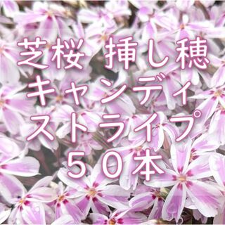 芝桜の挿し穂用カット苗 50本 6～8cm キャンディストライプ◆シバザクラ(その他)