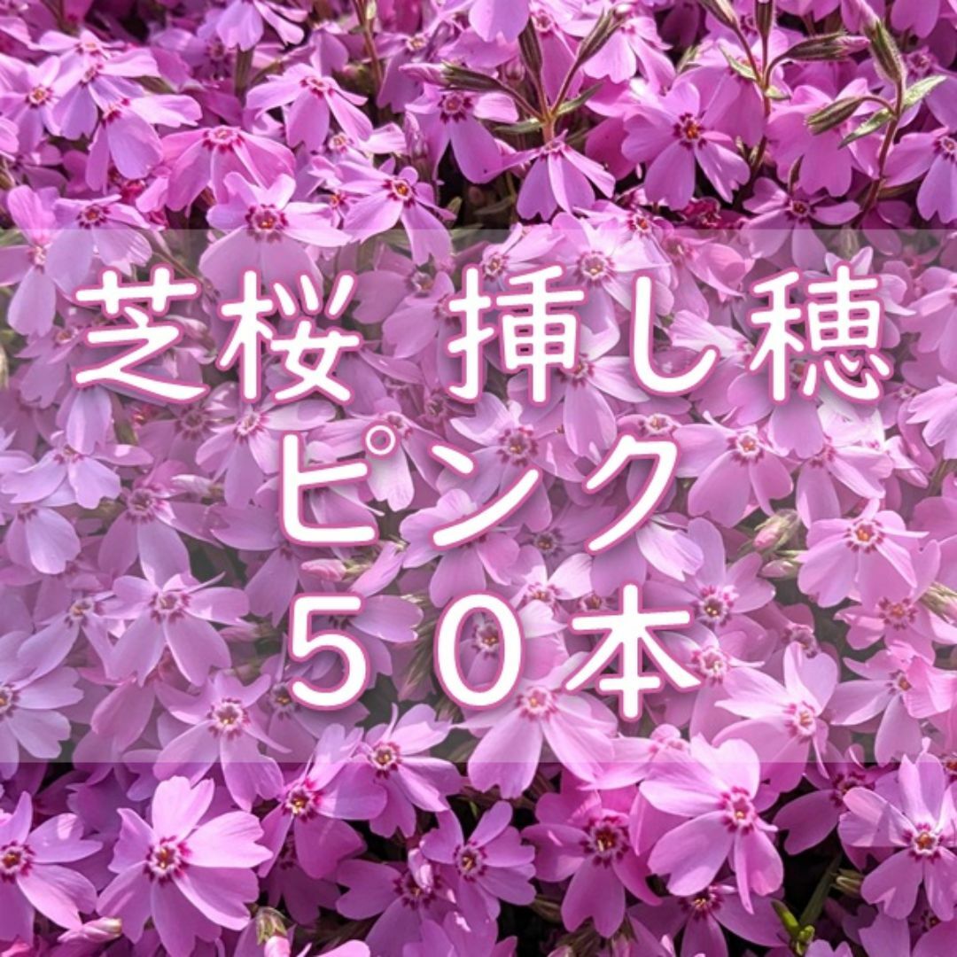 芝桜の挿し穂用カット苗 50本 6～8cm ピンク◆シバザクラ ハンドメイドのフラワー/ガーデン(その他)の商品写真