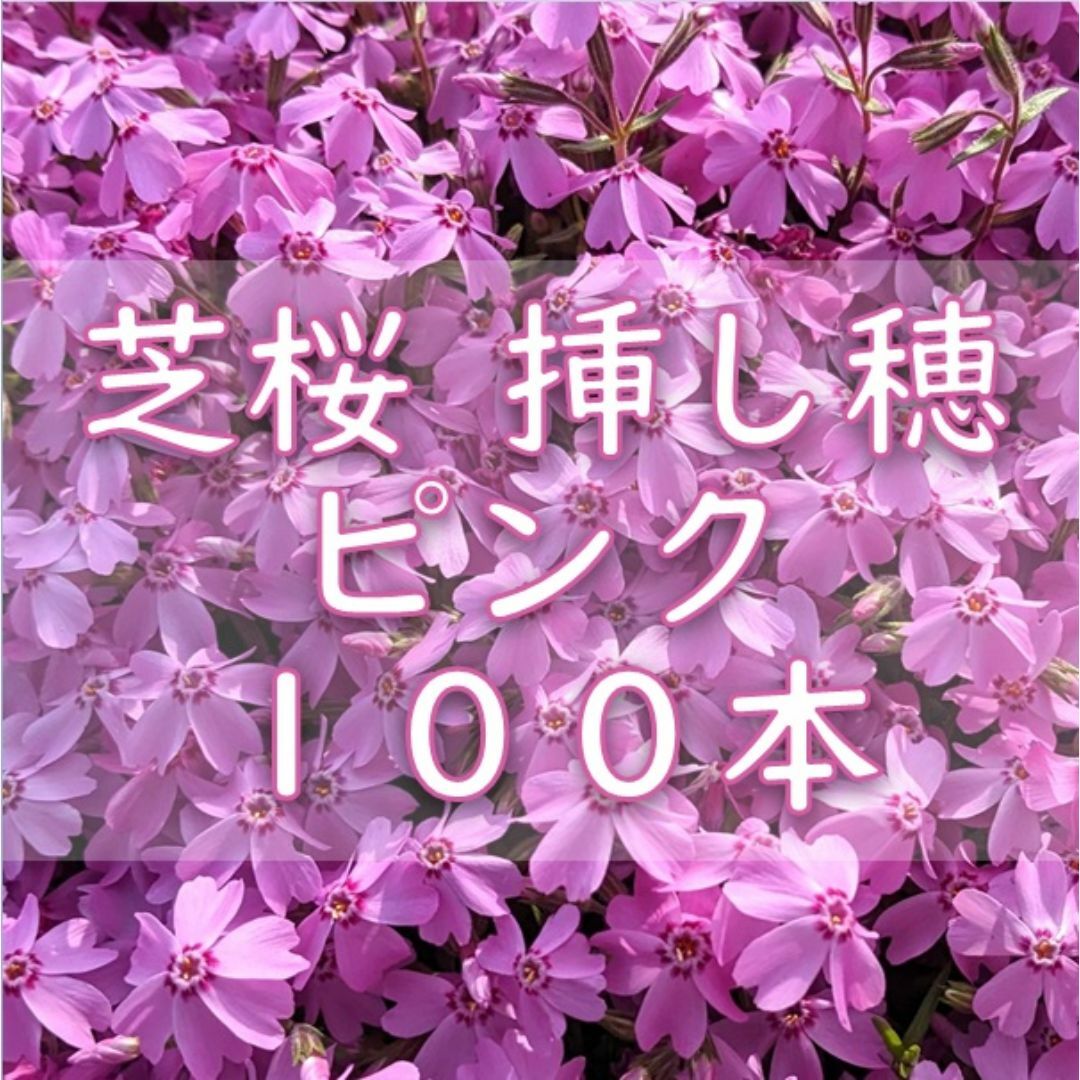 芝桜の挿し穂用カット苗 100本 6～8cm ピンク◆シバザクラ ハンドメイドのフラワー/ガーデン(その他)の商品写真