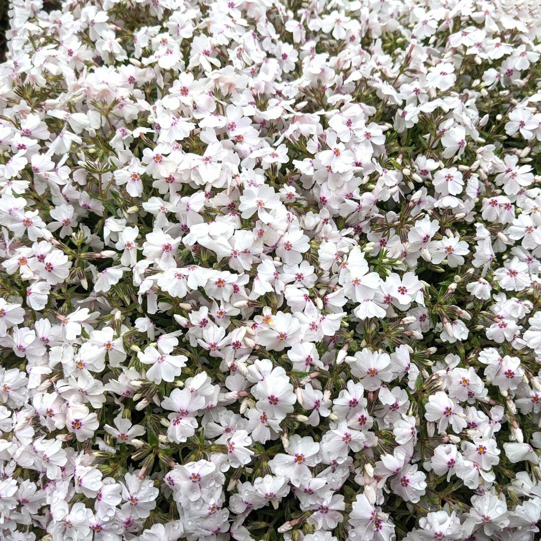 芝桜の挿し穂用カット苗 50本 6～8cm アメージンググレース◆シバザクラ ハンドメイドのフラワー/ガーデン(その他)の商品写真