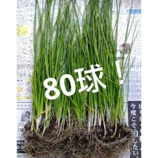 あさつき　80球（本）　苗　野菜　自然食　農薬不使用　無施肥　天然(野菜)