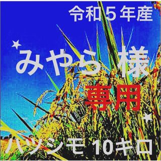 ⭐️ みやら様専用⭐️R５年✳️５回選別・有機・無添加ハツシモ10キロ(米/穀物)