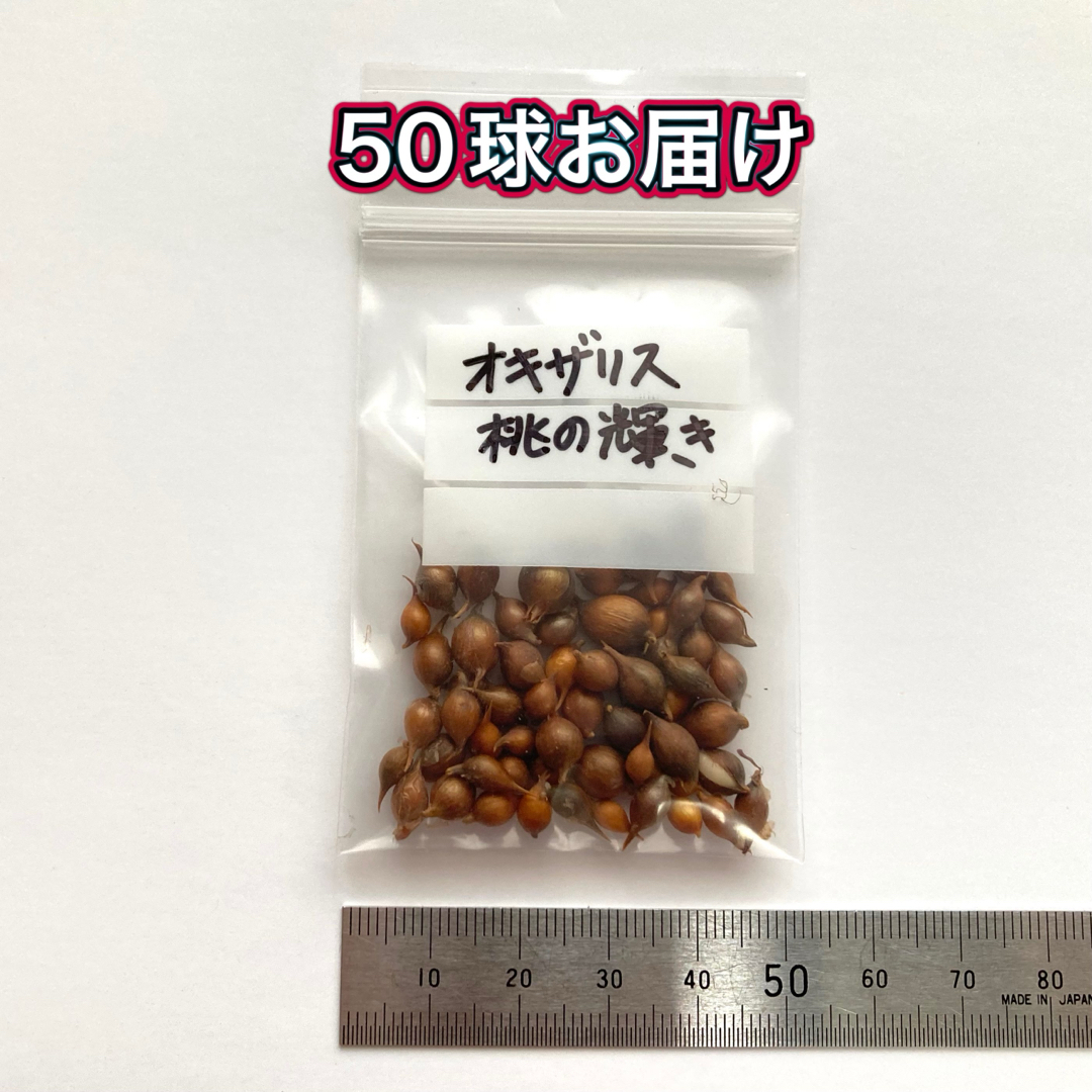 【オキザリス桃の輝き】球根50球 ハンドメイドのフラワー/ガーデン(その他)の商品写真