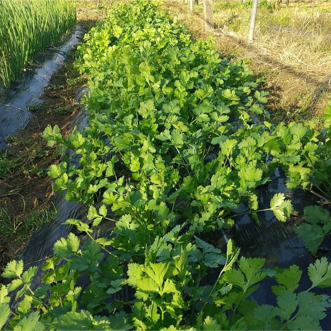 パクチー（大粒タイプ）の種【2000粒】★農家さんもリピーター 食品/飲料/酒の食品(野菜)の商品写真