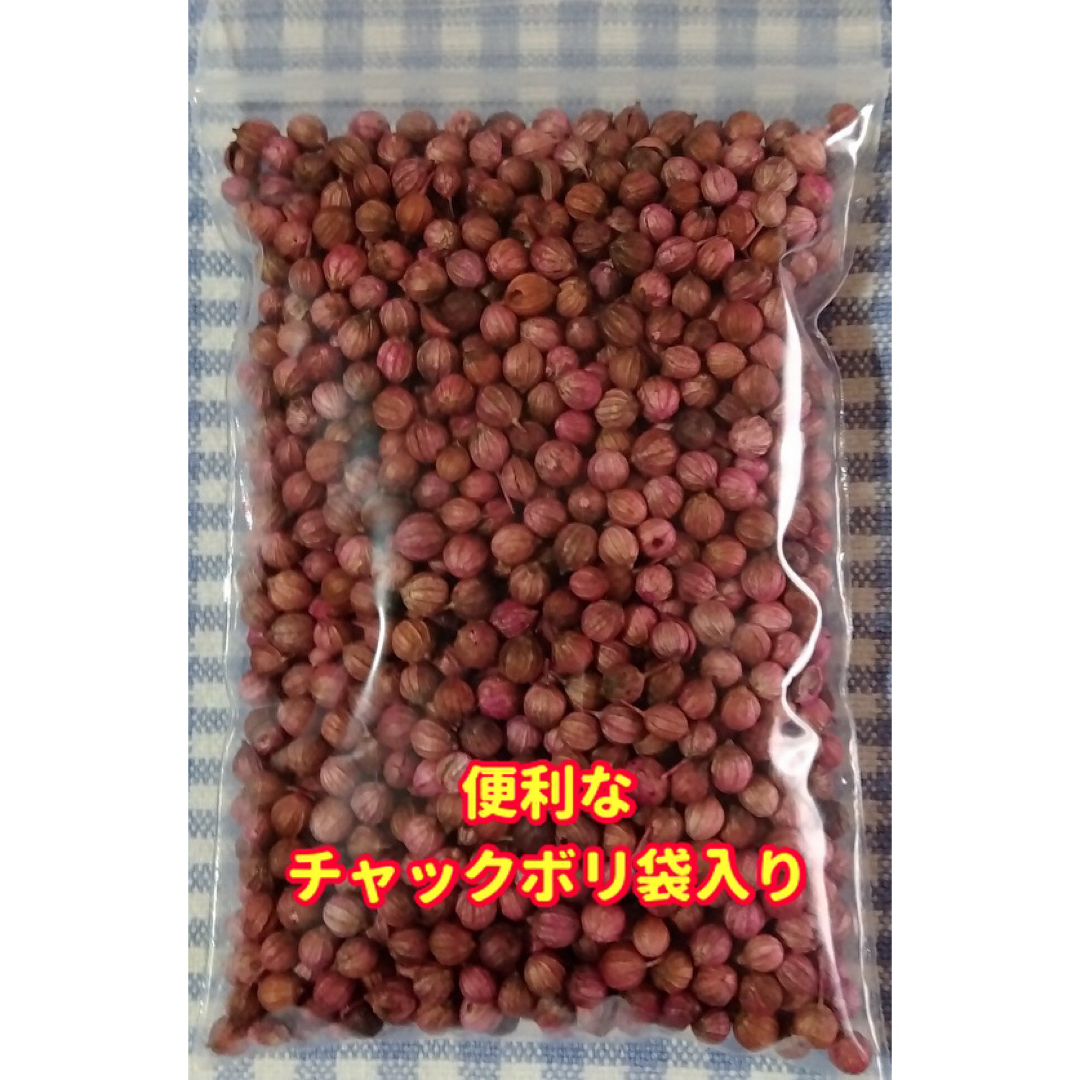 パクチー（大粒タイプ）の種【2000粒】★農家さんもリピーター 食品/飲料/酒の食品(野菜)の商品写真