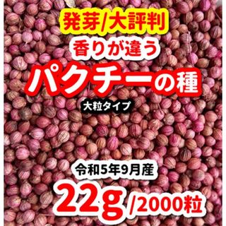 パクチー（大粒タイプ）の種【2000粒】★農家さんもリピーター(野菜)