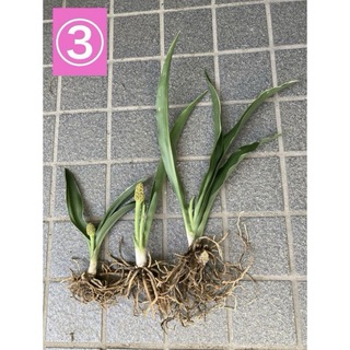 ③オモト　万年青　株分　抜き苗　3苗　植物(置物)