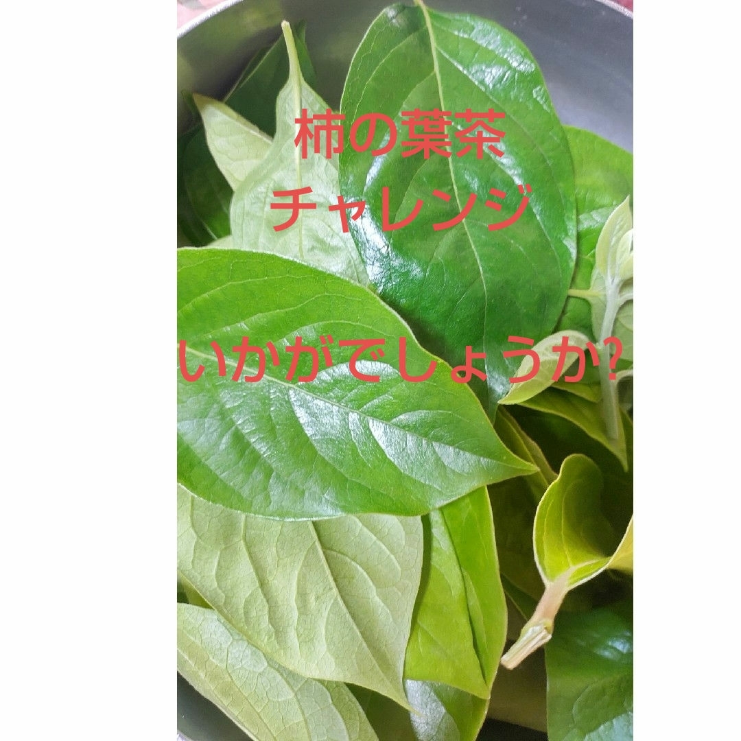熊本県より　採れたて　柿の葉　　柿の葉茶用最適 食品/飲料/酒の食品(その他)の商品写真