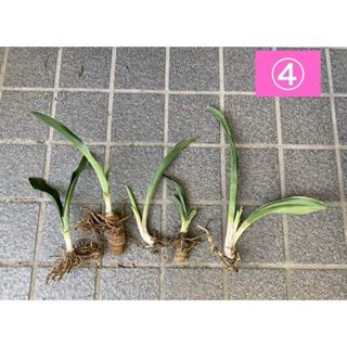 ④オモト　万年青　株分　抜き苗　５苗　植物(置物)