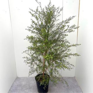 メラレウカ　カッパーグロー　17【現品】観葉植物　庭木　大型(その他)