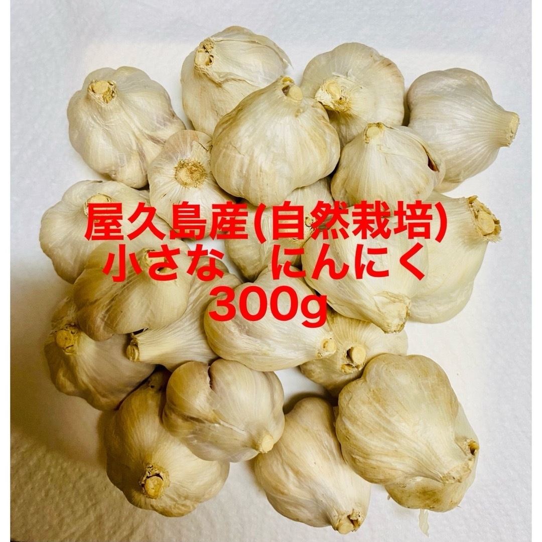 屋久島産　にんにく　300g  小さめ　 食品/飲料/酒の食品(野菜)の商品写真