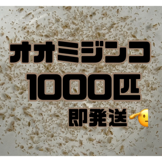 【オオミジンコ1000匹程　大小ミックス】送料無料めだか金魚etc.