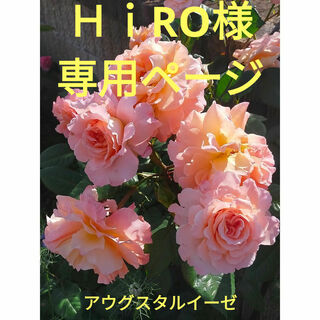 HiRO様専用ページ