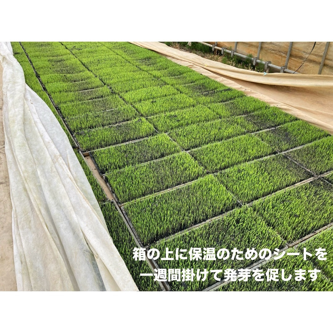 特別栽培高級米 新之助 30㌔玄米 只今胡瓜サービス中 田植え後農薬は除草剤のみ 食品/飲料/酒の食品(米/穀物)の商品写真