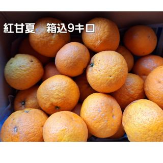 熊本県産　紅甘夏　箱込9キロ(フルーツ)