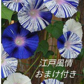 花の種　朝顔　江戸風情の種　おまけ付き(その他)