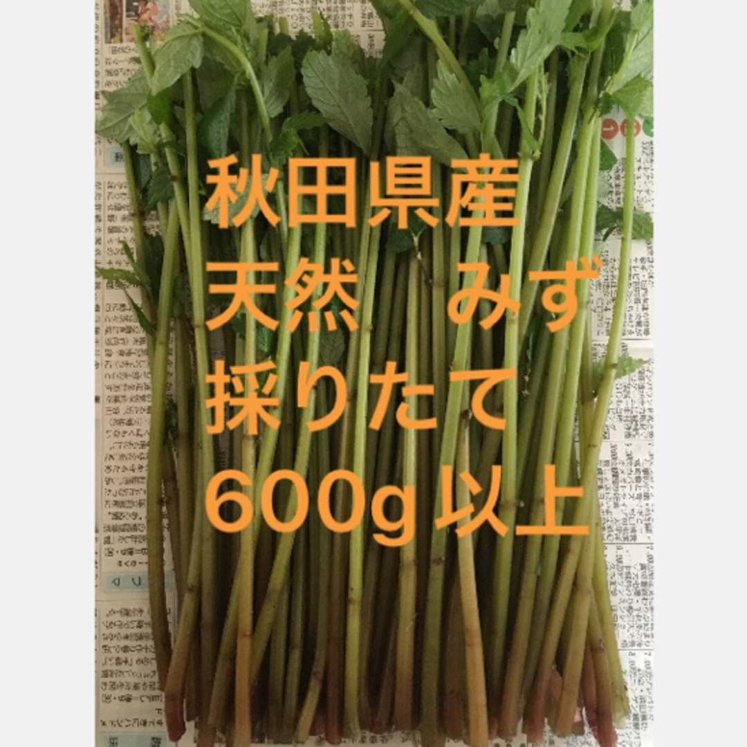 秋田県産　山菜　天然　みず　ミズ　採りたて　600g以上　 食品/飲料/酒の食品(野菜)の商品写真