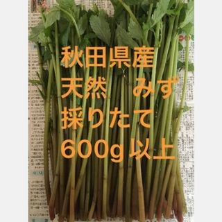 秋田県産　山菜　天然　みず　ミズ　採りたて　600g以上　(野菜)