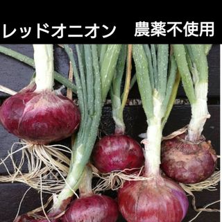 農薬不使用　赤玉ねぎ 2024(野菜)