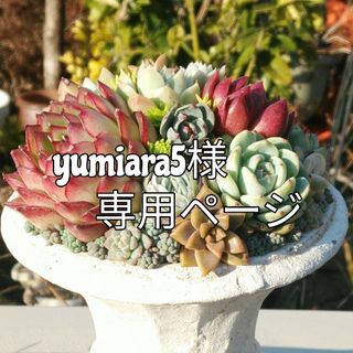 yumiara5様専用ページ(その他)