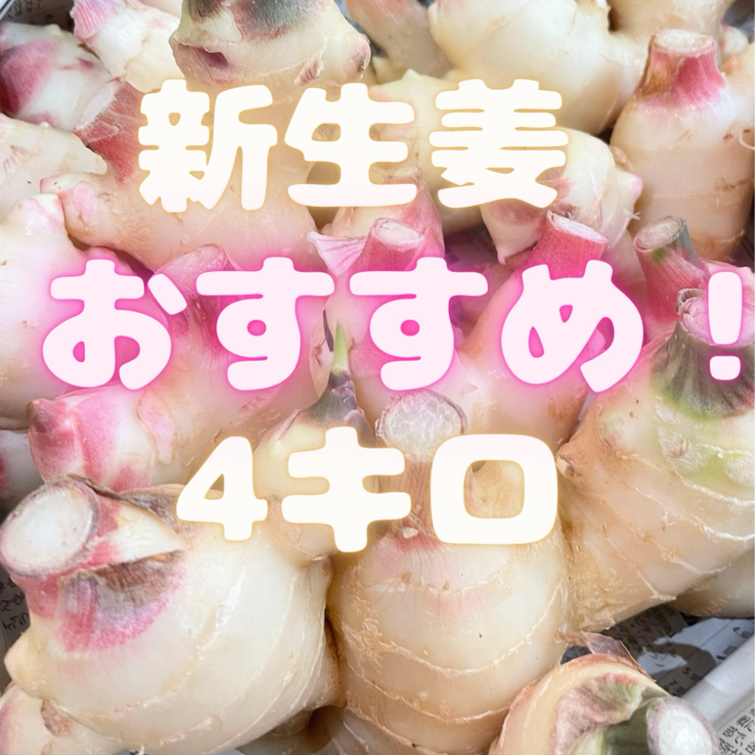 めっちゃ安い！！　新生姜　高知県　4キロ　箱込　01 食品/飲料/酒の食品(野菜)の商品写真