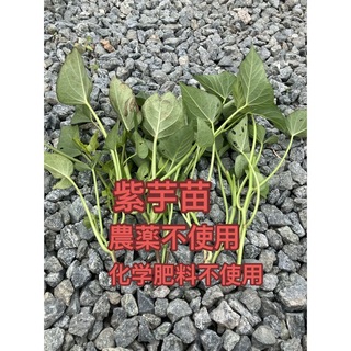 紫芋苗10本(野菜)