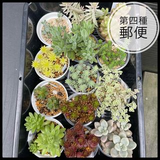 多肉植物　選べる　3点セット　セダム　クラッスラ　根付き(その他)