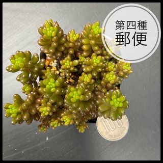 多肉植物　セダム　レッドベリー　抜き苗(その他)