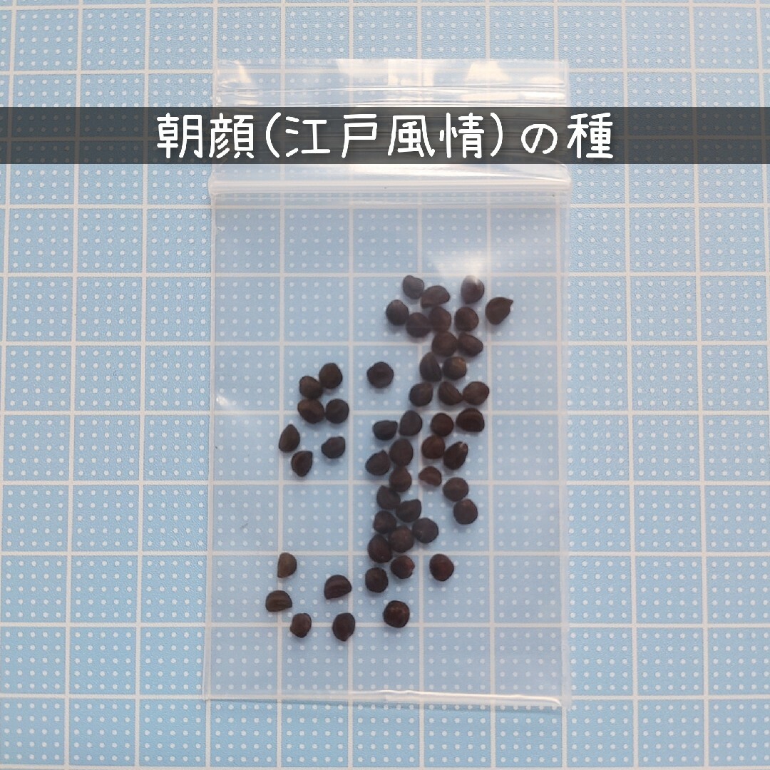 朝顔(江戸風情) 種 50粒 インテリア/住まい/日用品のインテリア/住まい/日用品 その他(その他)の商品写真