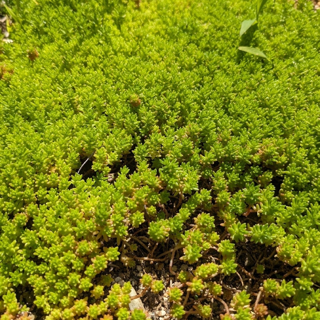 ♡多肉植物セット♡５種類♡ その他のその他(その他)の商品写真