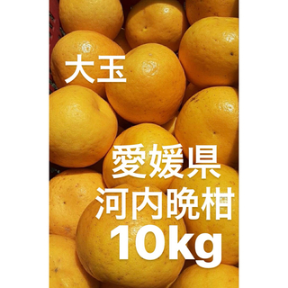 愛媛県産　大玉　宇和ゴールド　河内晩柑　柑橘　10kg