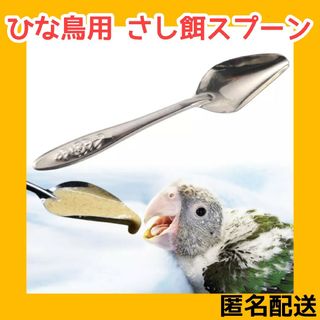 ✨インコ ひな 雛 鳥 スプーン さし餌 手乗り(鳥)