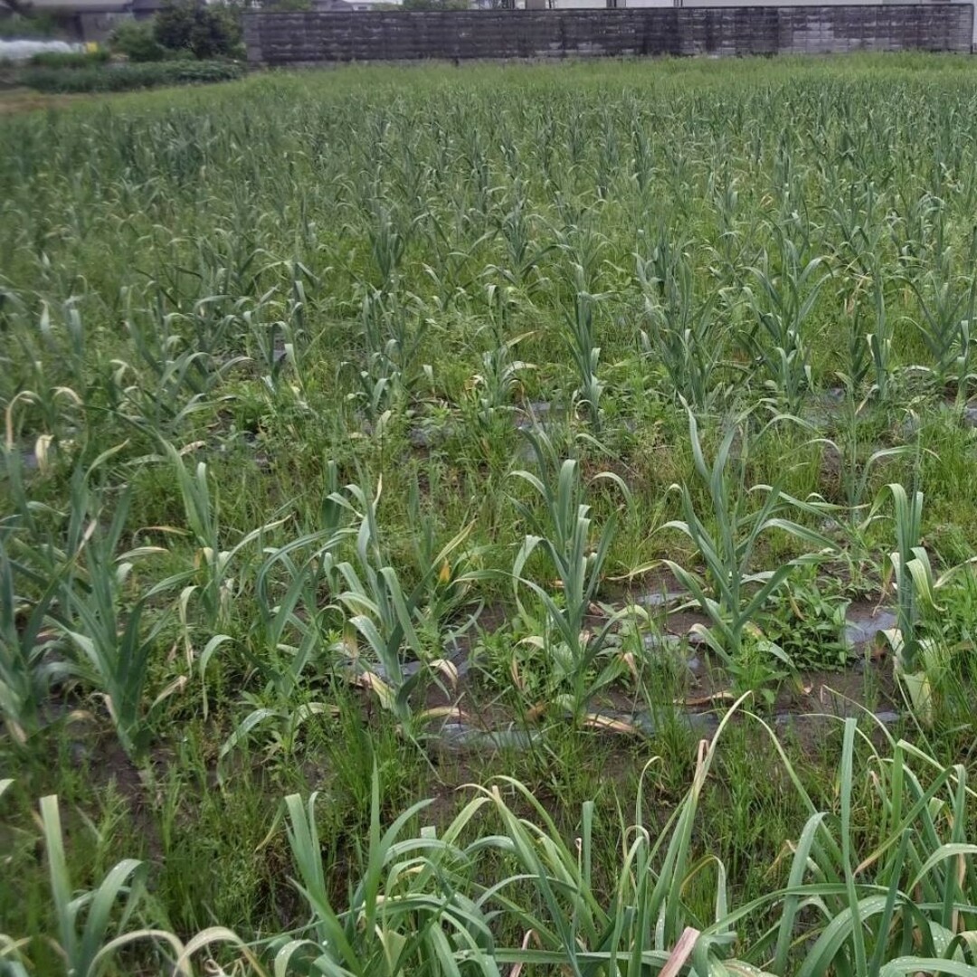 ☆終了間近☆ジャンボニンニクの芽　約１キロ　農薬不使用 食品/飲料/酒の食品(野菜)の商品写真