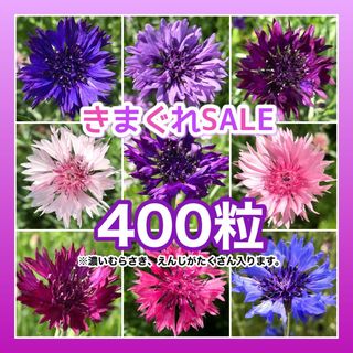 花の種　ヤグルマギク（矢車菊、矢車草）　きまぐれSALE(その他)