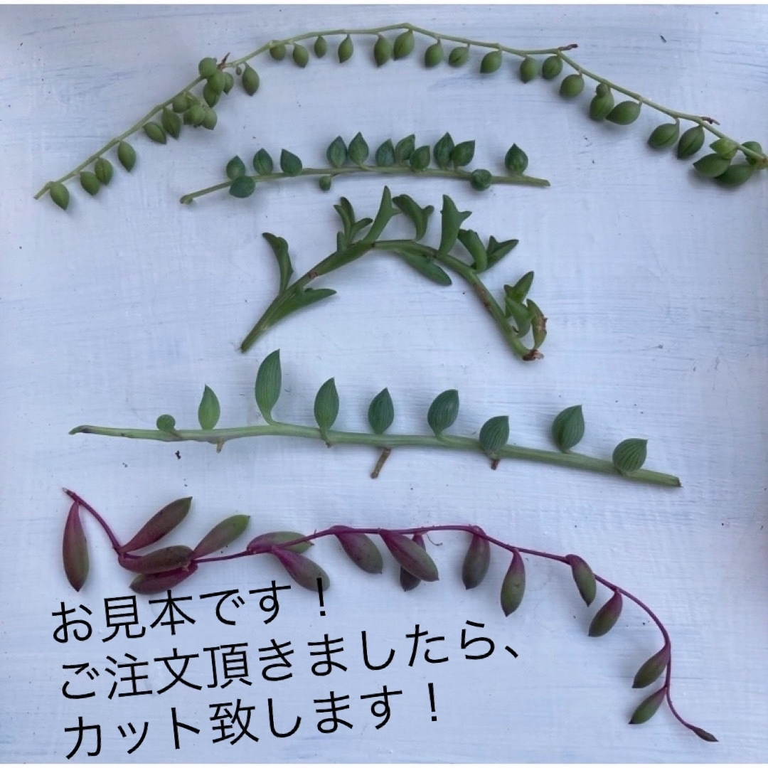 【多肉植物】 ネックレス系5種類セット( ¨̮ ) ハンドメイドのフラワー/ガーデン(その他)の商品写真