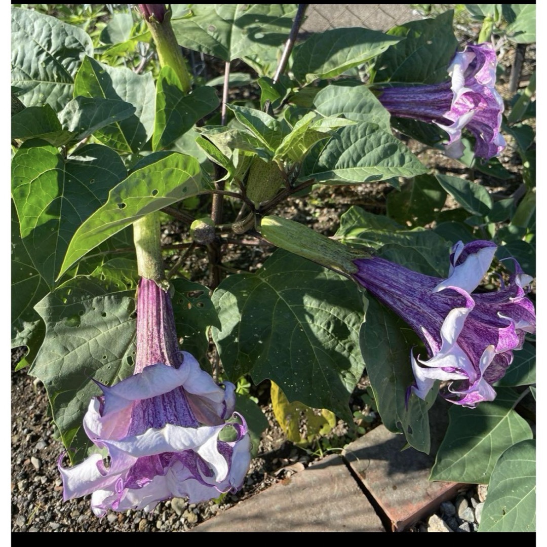 朝鮮あさがお苗（紫、白） ハンドメイドのフラワー/ガーデン(その他)の商品写真