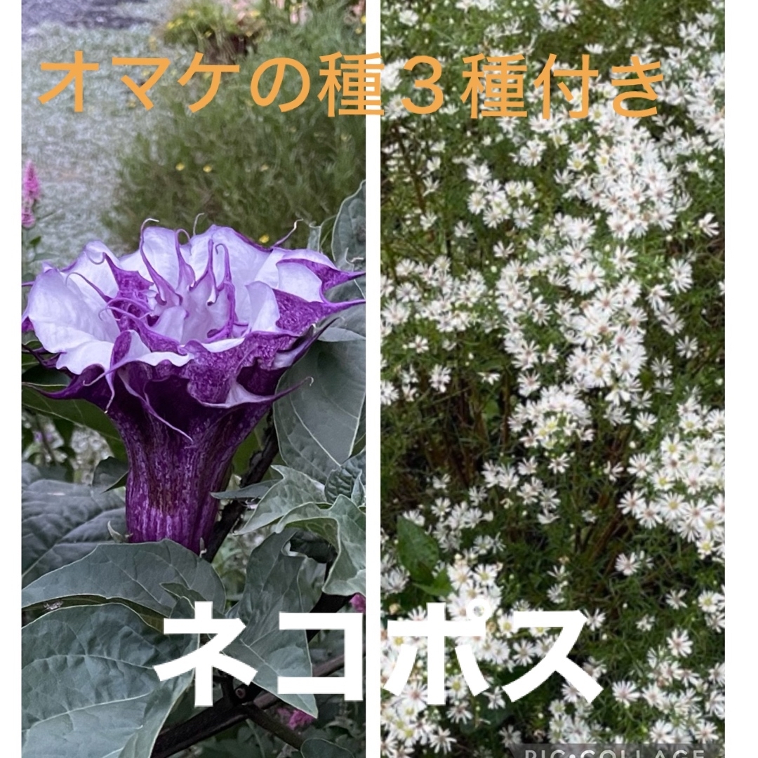 朝鮮あさがお苗（紫、白） ハンドメイドのフラワー/ガーデン(その他)の商品写真