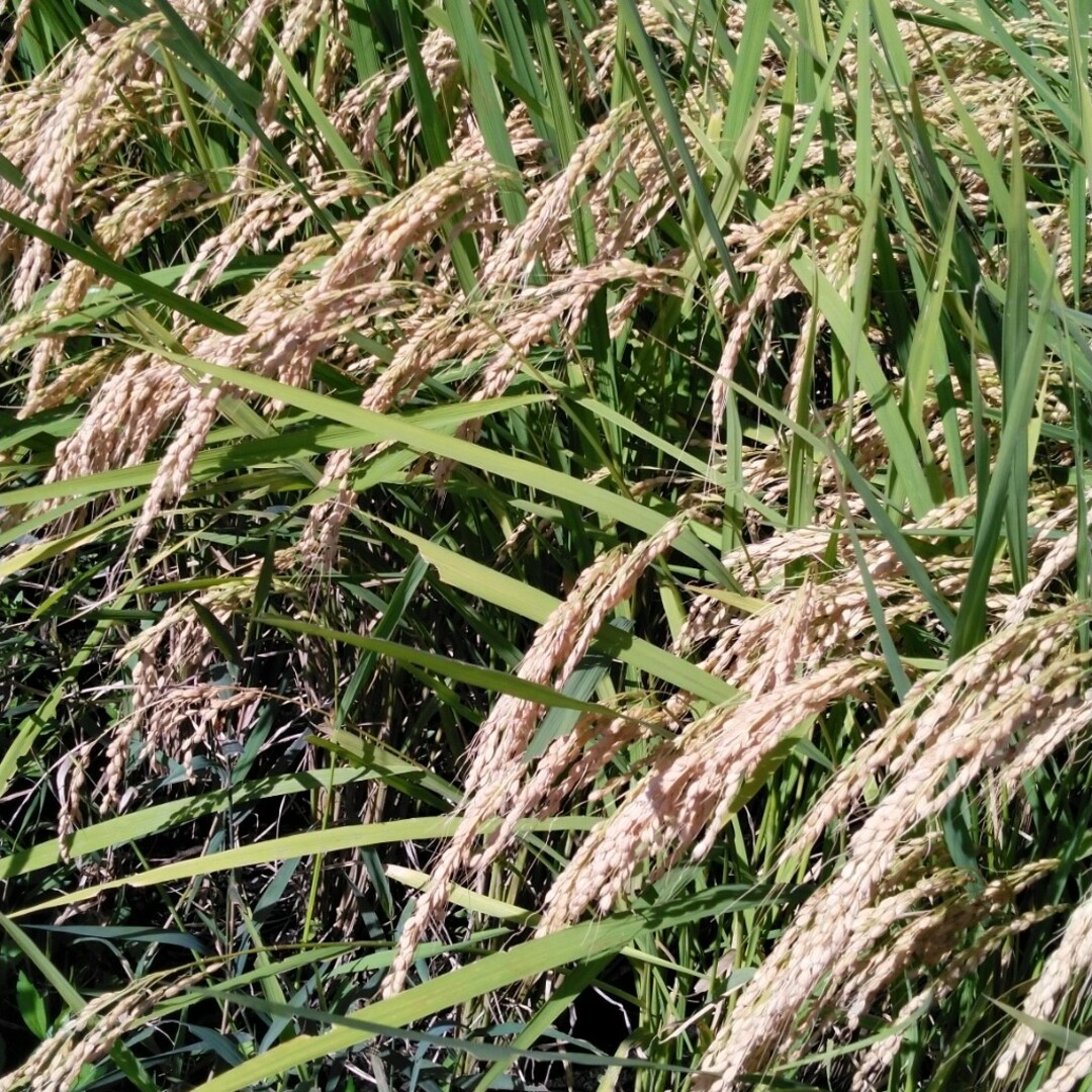 令和5年産コシヒカリ30キロ無農薬のお米です 食品/飲料/酒の食品(米/穀物)の商品写真