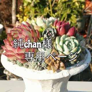 純chan様専用ページ(その他)