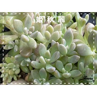 多肉植物 姫秋麗・ピーチネックレス(その他)