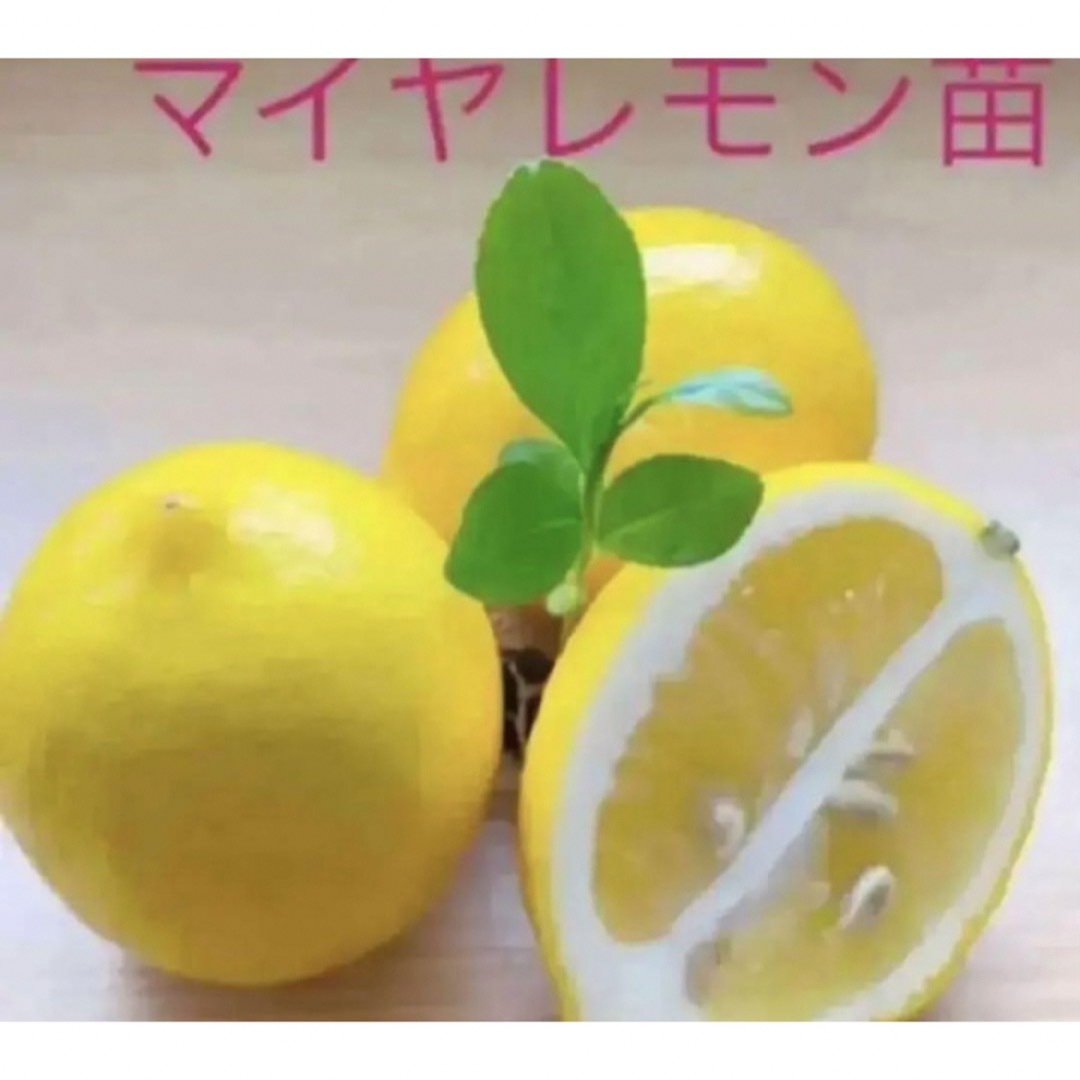 ミズレモンの種子20粒沖縄産取り立て+マイヤレモン赤ちゃん苗4cmポット入り1株 ハンドメイドのフラワー/ガーデン(プランター)の商品写真