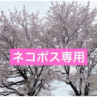 ミズレモンの種子20粒　沖縄産　取り立て(プランター)