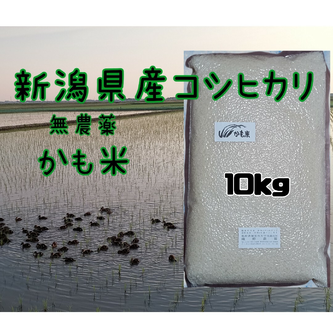 無農薬米新潟県産コシヒカリ10k 食品/飲料/酒の食品(米/穀物)の商品写真