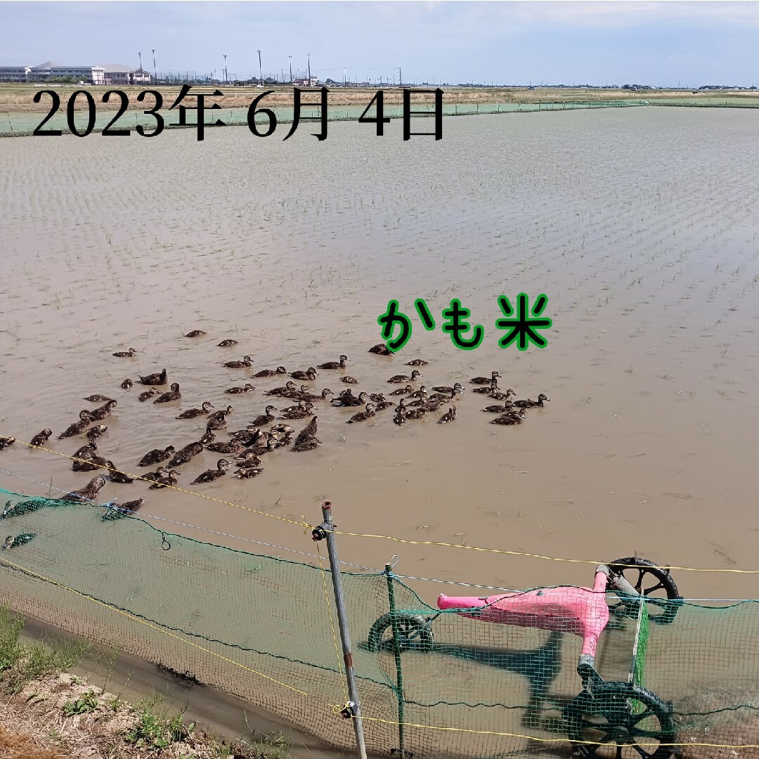 無農薬米新潟県産コシヒカリ10k 食品/飲料/酒の食品(米/穀物)の商品写真