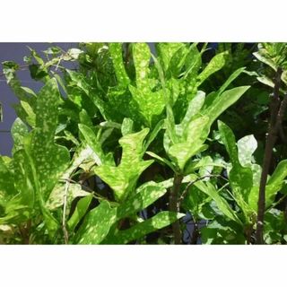 クロトン　挿し木　1本　カット枝　庭木・園芸　観葉植物(その他)
